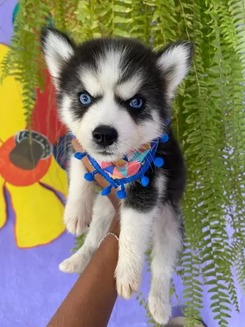 Nossos Huskies Siberianos 
