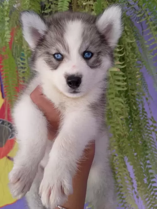 Nossos Huskies Siberianos 
