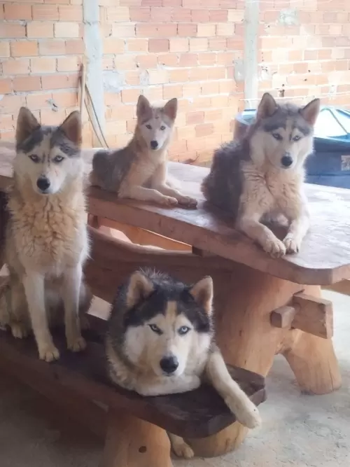 Nossos Huskies Siberianos 