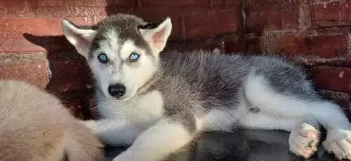 Nossos Huskies Siberianos 