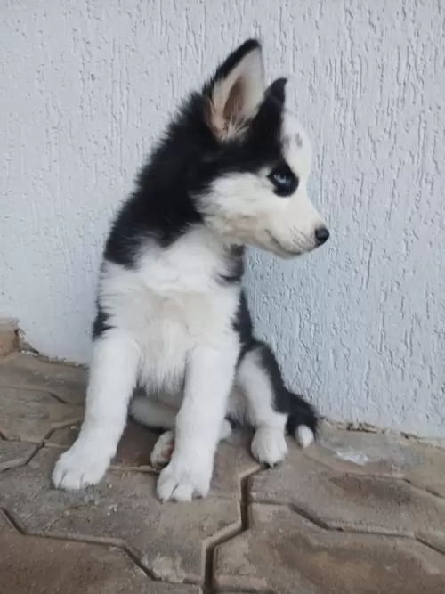 Nossos Huskies Siberianos 