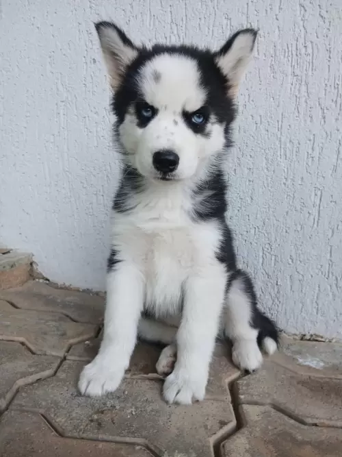 Nossos Huskies Siberianos 