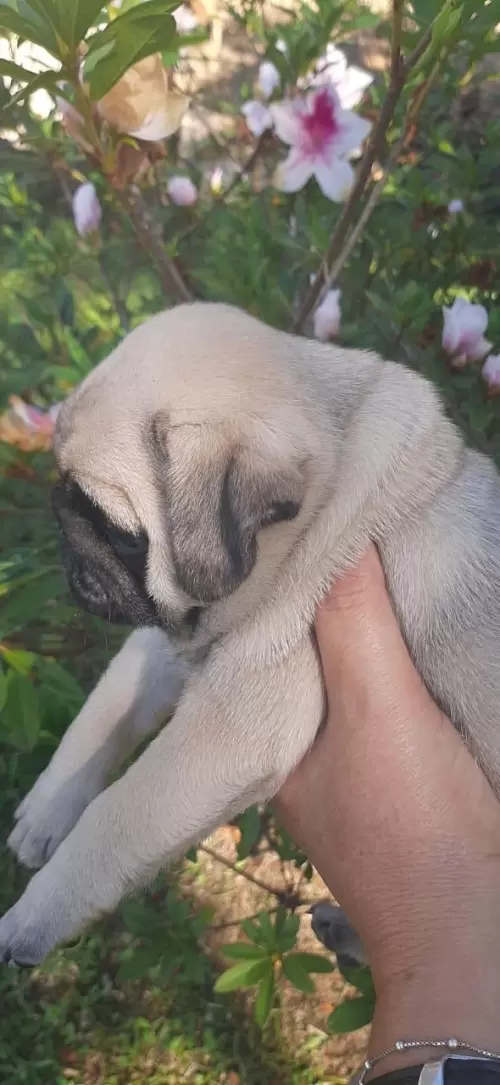 Nossos Pugs