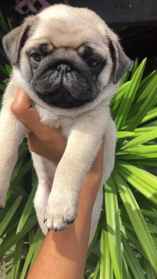 Nossos Pugs