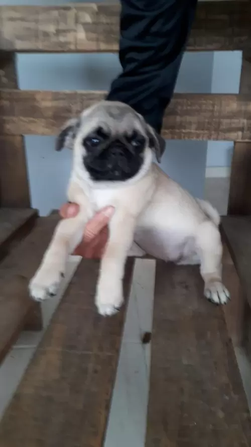 Nossos Pugs