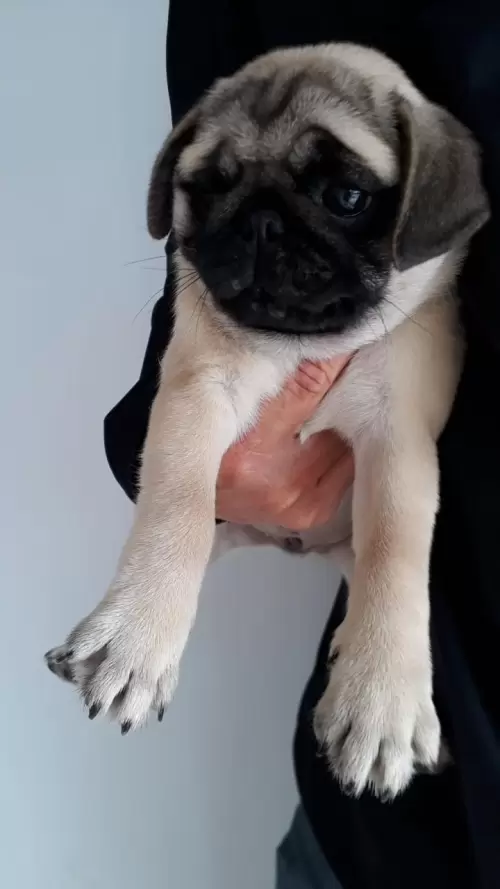 Nossos Pugs