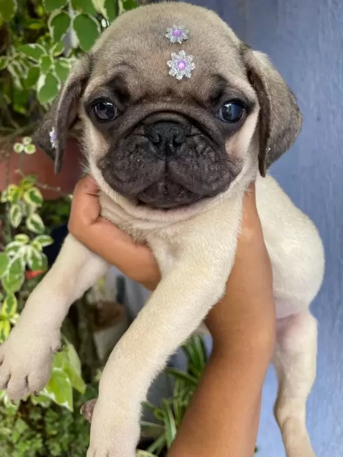 Nossos Pugs