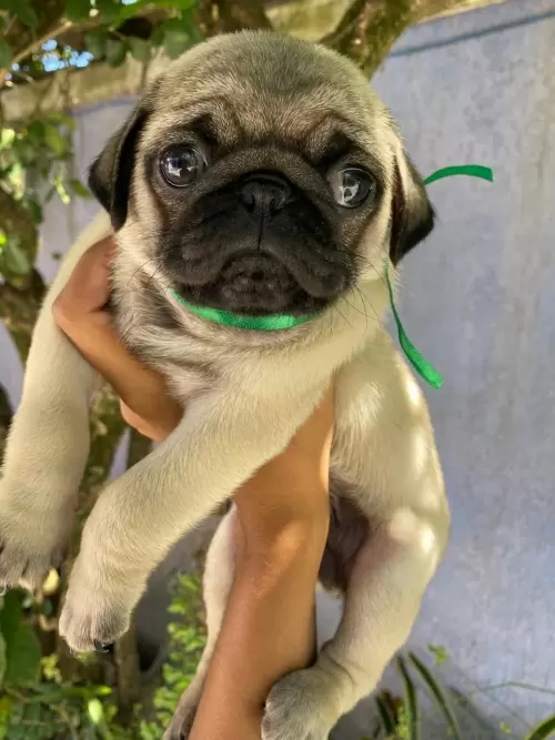 Nossos Pugs