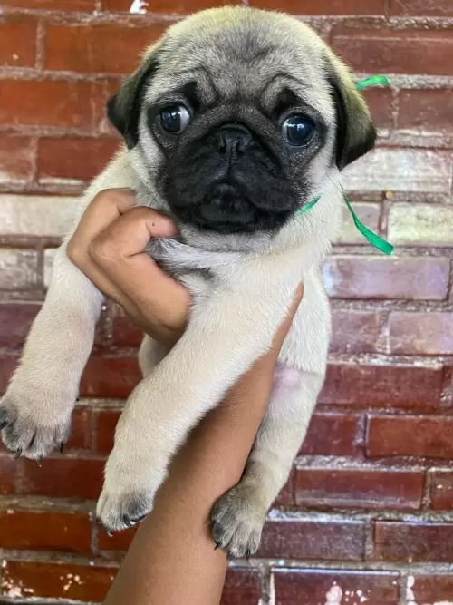 Nossos Pugs