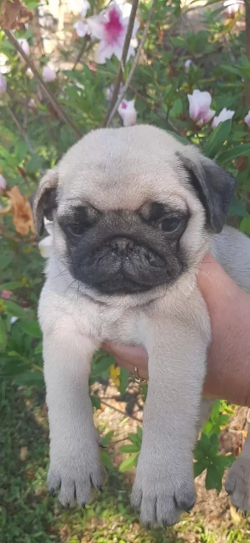 Nossos Pugs